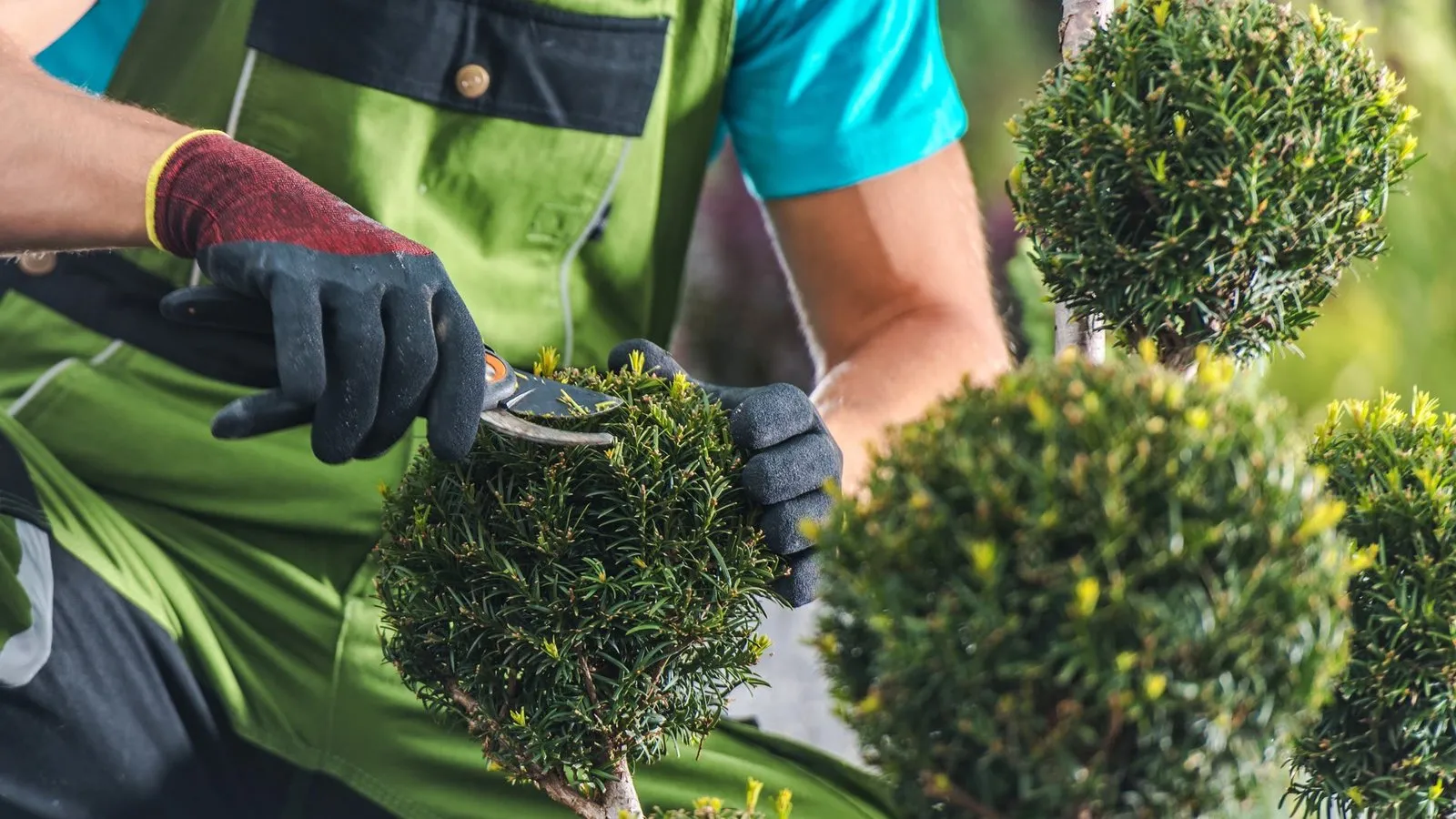 Gärtner schneidet Formgehölze mit der Gartenschere – Heckenschnitt und Formschnitt